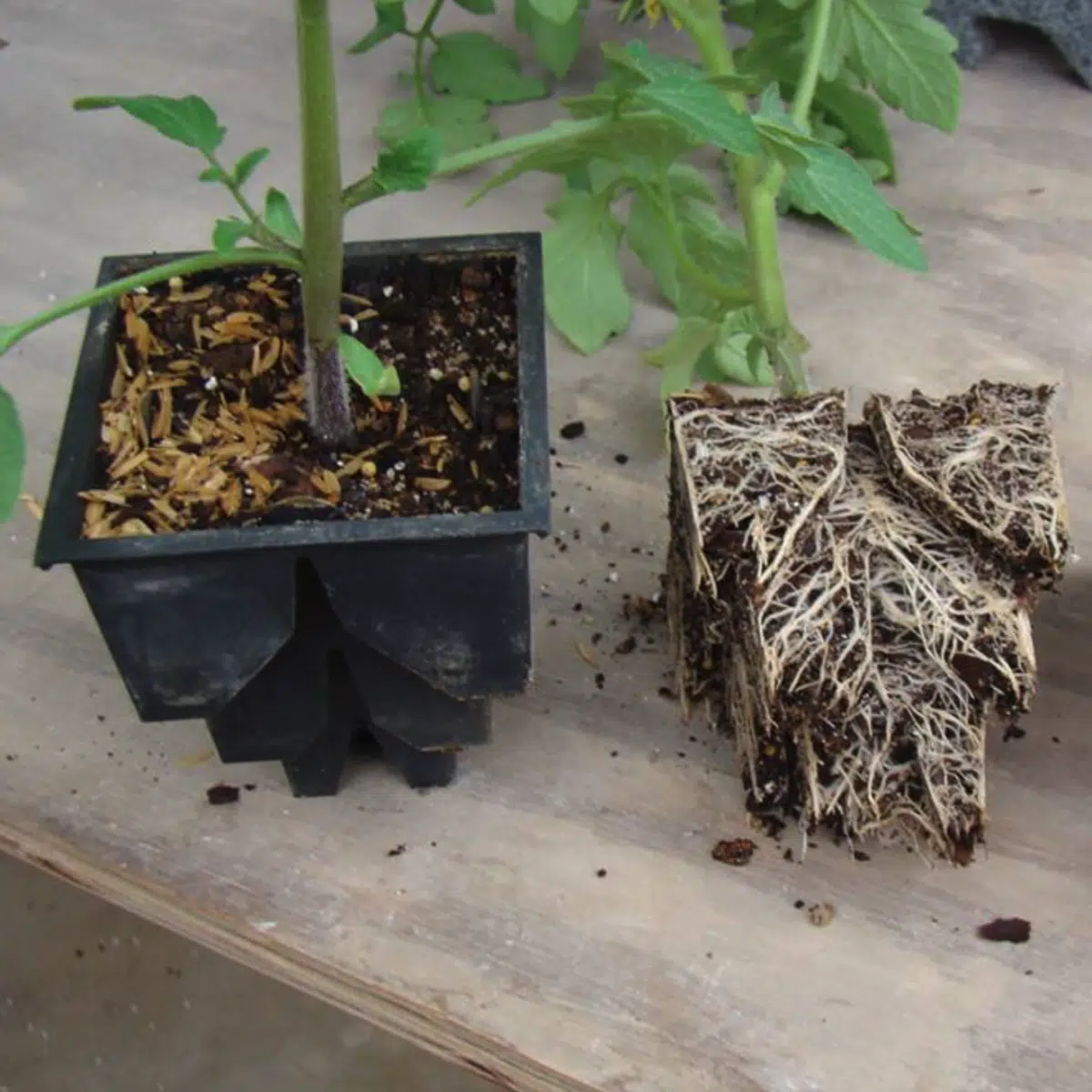 RootMaker Seed Starting Tray