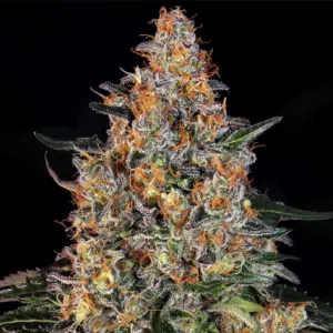 Bubba Kush