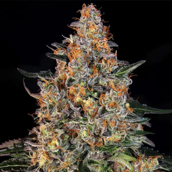 Bubba Kush