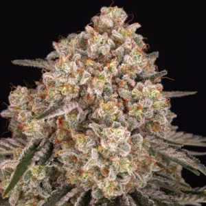 AK-47