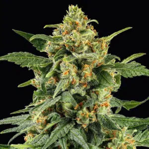 Skunk #1