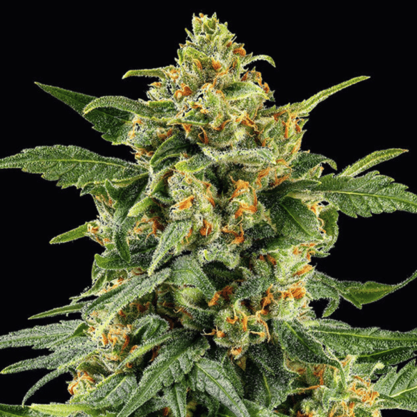 Skunk #1