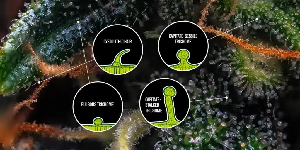 Types of Trichomes